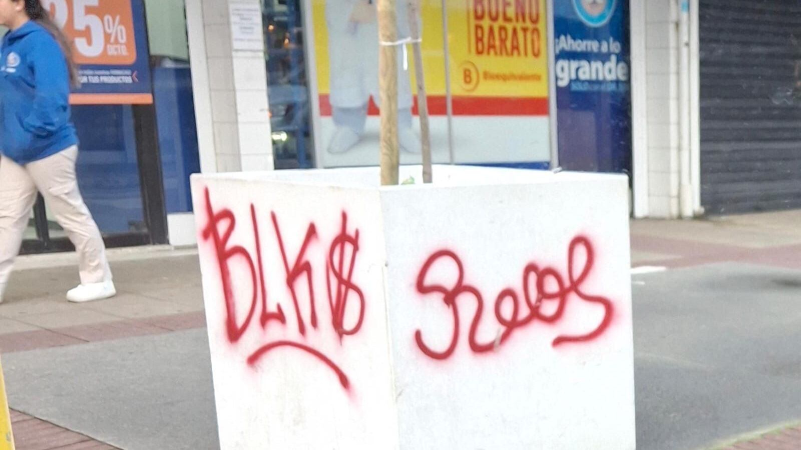 Macetero rayado en Puerto Montt