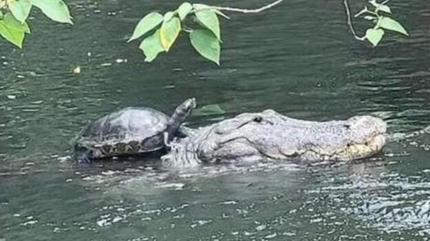 Fotografía que se viralizó en redes