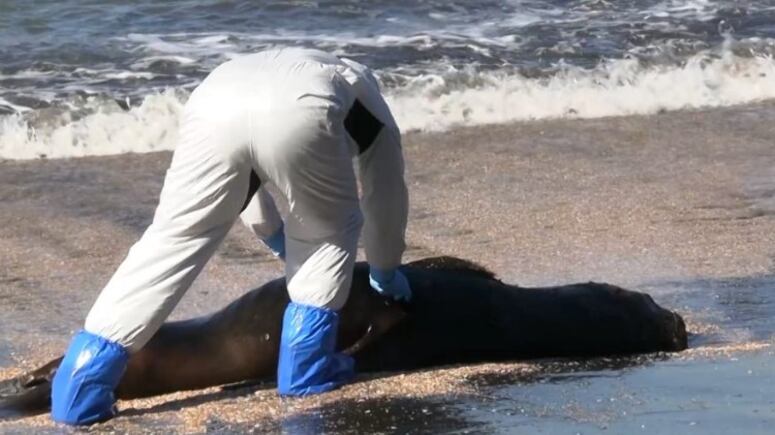 Gripe Aviar, Lobos Marinos