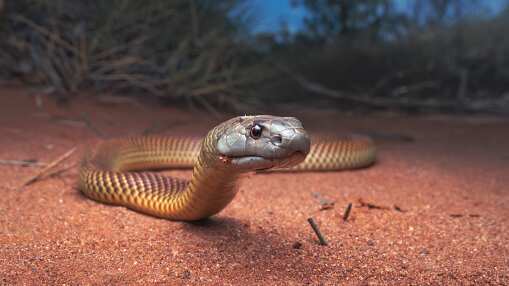 Animales relacionados a terremotos
