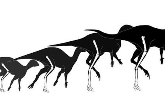 El descubrimiento científico de un pequeño dinosaurio, el Foskeia pelendonum, está cambiando la forma en que los paleontólogos entienden la evolución de los dinosaurios ornitisquios. Foto: Dieudonné et al. 2026.