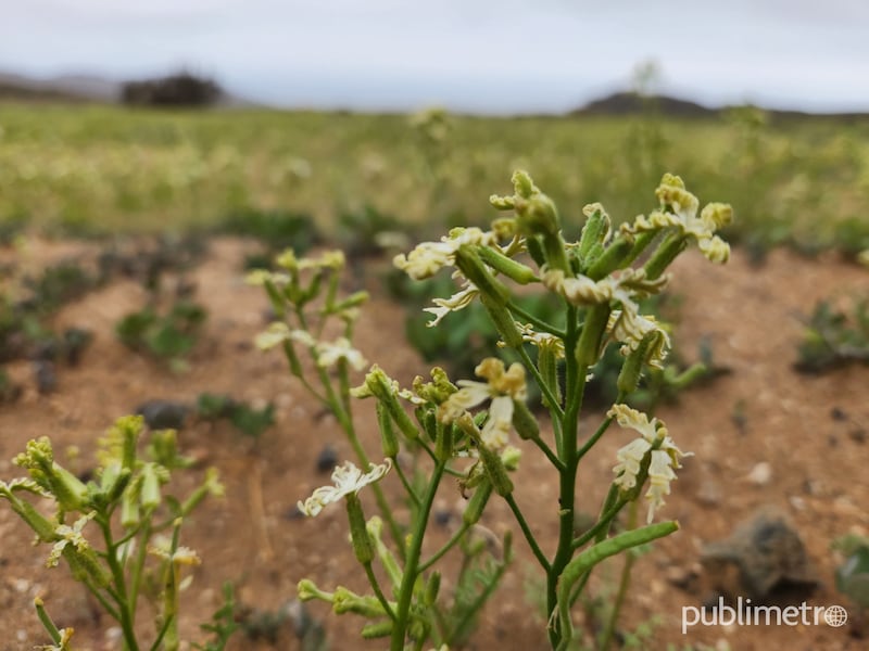 Primeros brotes comienzan a dar la bienvenida al Desierto Florido 2022