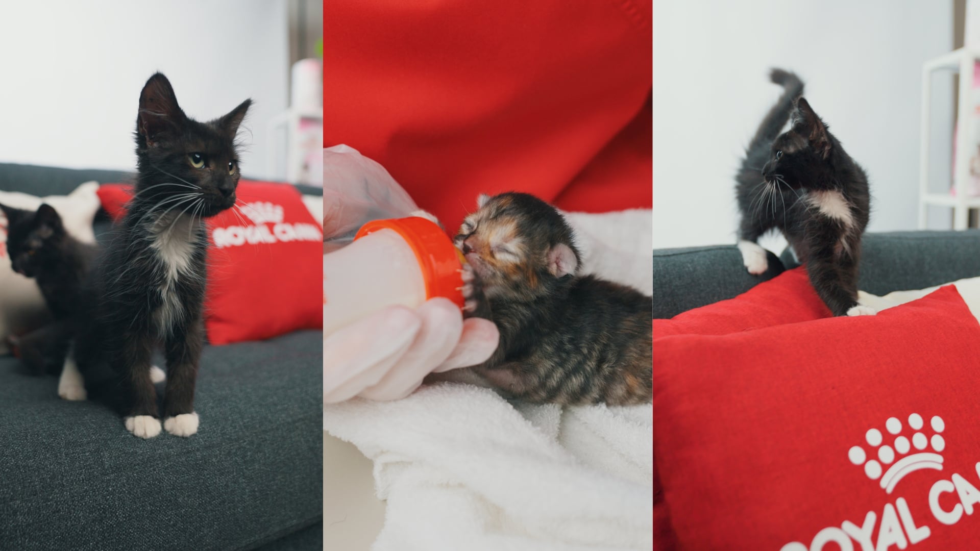 Hay que poner atención a los cuidados de las mascotas bebés en verano