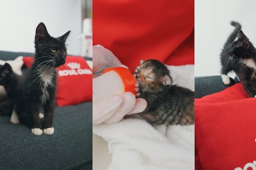 Mascotas bebés en verano: los cuidados esenciales que todo tutor debe conocer en vacaciones