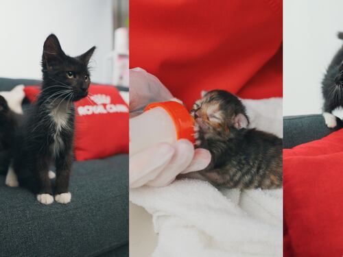 Mascotas bebés en verano: los cuidados esenciales que todo tutor debe conocer en vacaciones