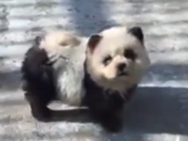 Zoológico de China pinta perros para hacerlos pasar por osos panda: “Es para aumentar la diversión”