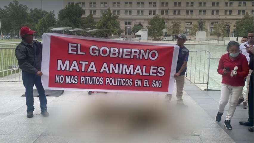 "El Gobierno mata animales. No más pitutos políticos en el SAG" se leía en el cartel que sostenían dos manifestantes, quienes a sus pies dejaron un león sin vida.