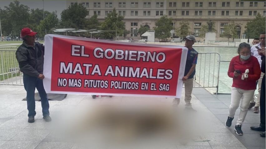 "El Gobierno mata animales. No más pitutos políticos en el SAG" se leía en el cartel que sostenían dos manifestantes, quienes a sus pies dejaron un león sin vida.