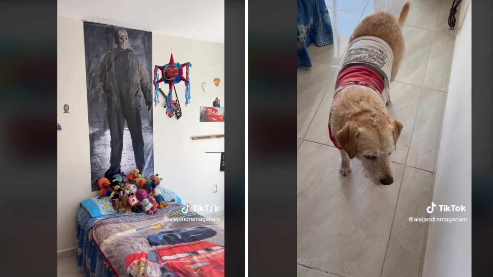 Perrito con su cuarto