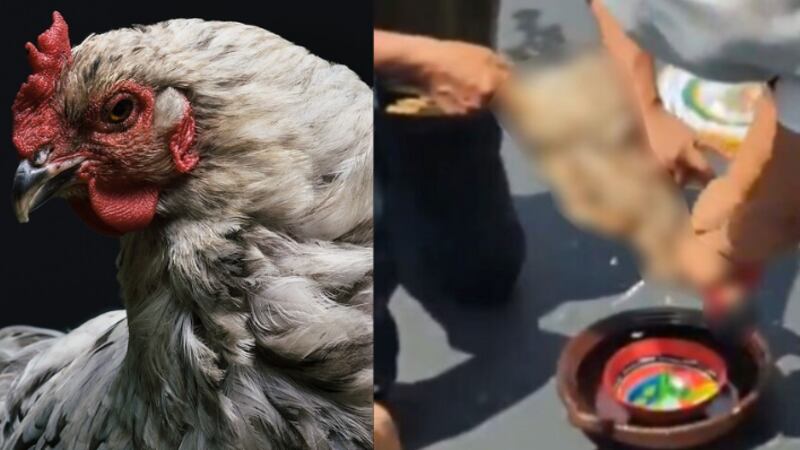 ¿Qué culpa tiene el animal?: Sacrifican a gallina en plena sesión del Congreso en México 