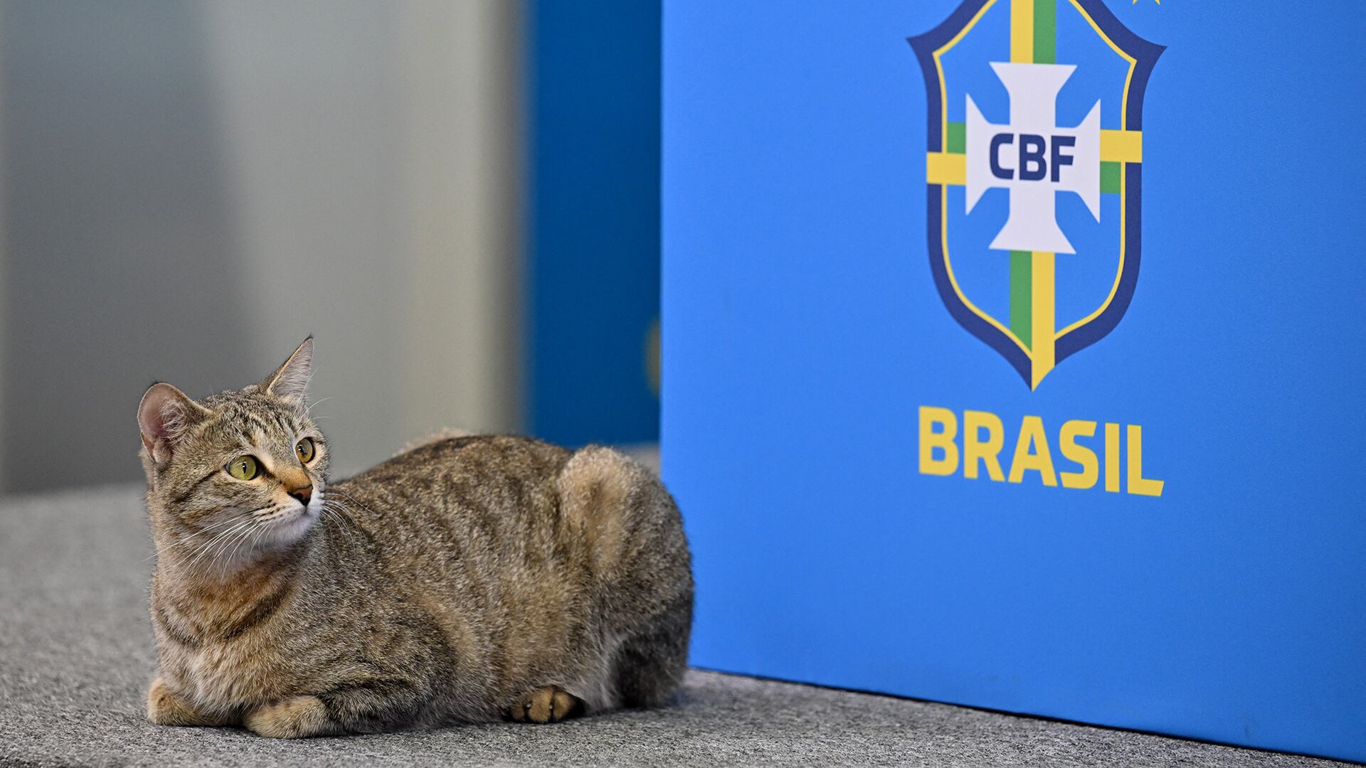 Muchos criticaron esta acción contra el gatito