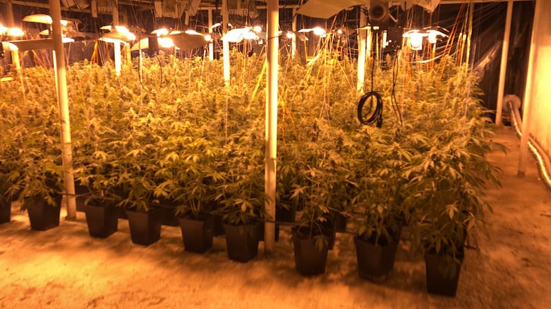 Plantas de marihuana indoor