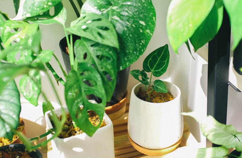 Plantas de interior que sobrevivem sem luz: porquê são a melhor opção para você