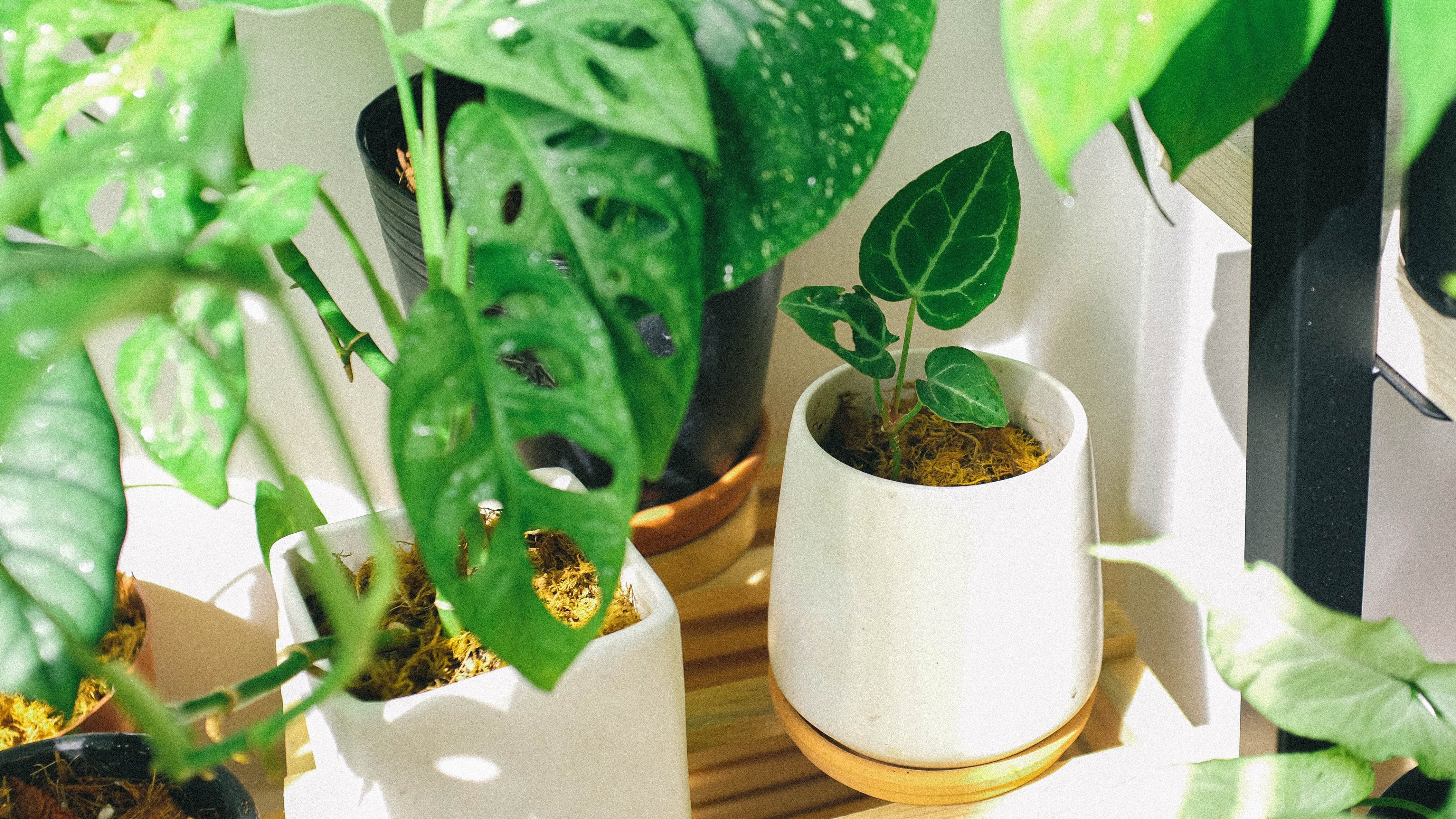 Plantas de interior que sobrevivem sem luz: porquê são a melhor opção para você