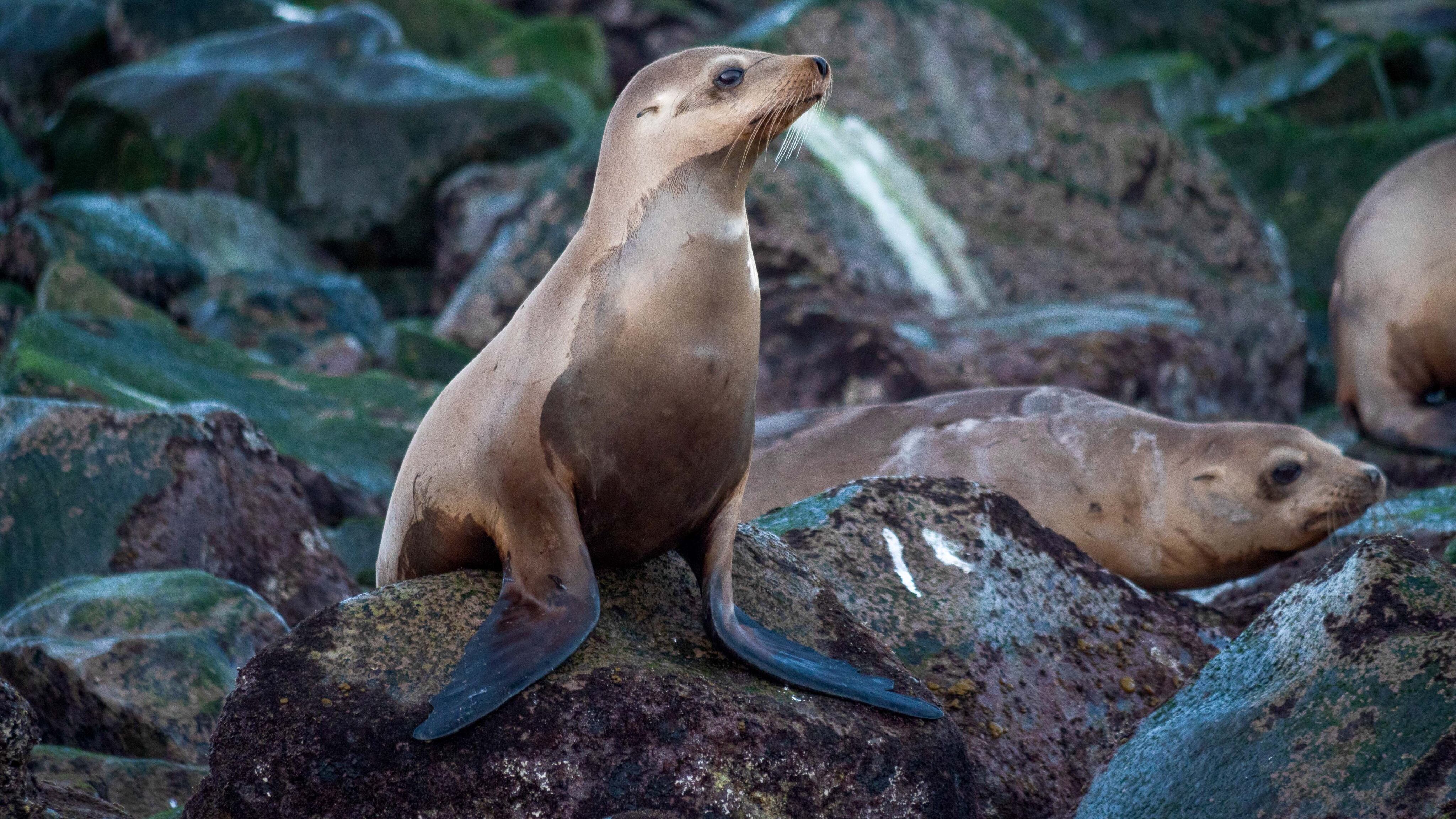 Rescate de tres lobos marinos atrapados en redes de pesca