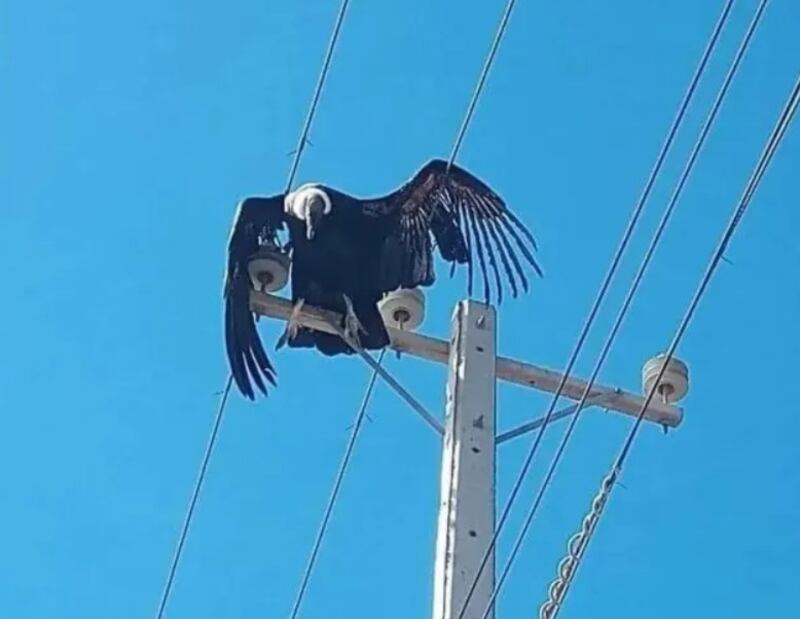 Foto cóndor electrocutado, diario El Día