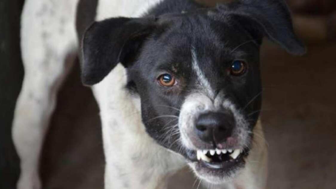 Perro enojado y rabioso