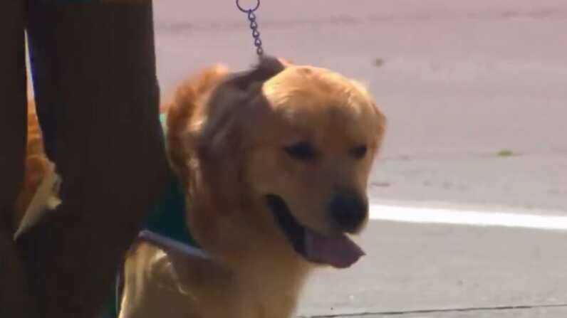 Perros en la Parada Militar | Fuente: X