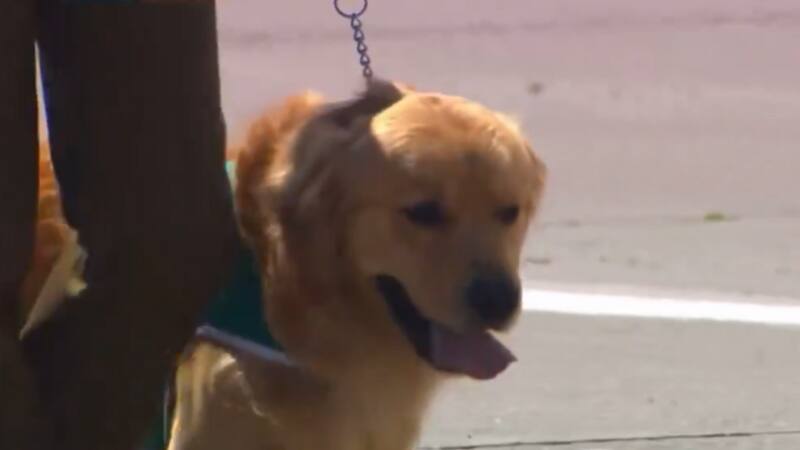 Perros en la Parada Militar | Fuente: X