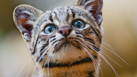 Funny portrait of a Geoffroy's cat