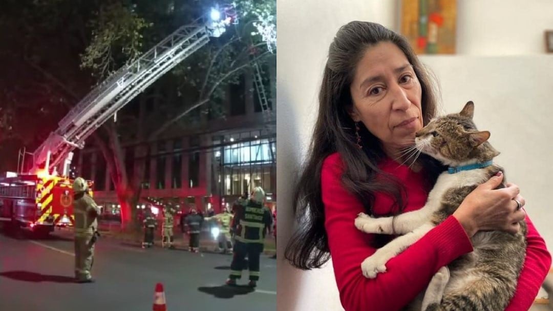 La gata 'Julia' fue rescatada por Bomberos de Providencia