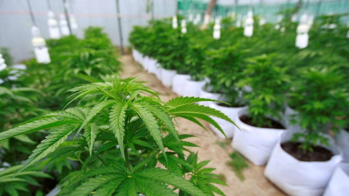 Marihuana
