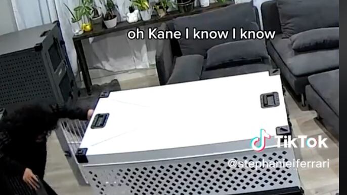 Humanos quedan encerrados en jaula