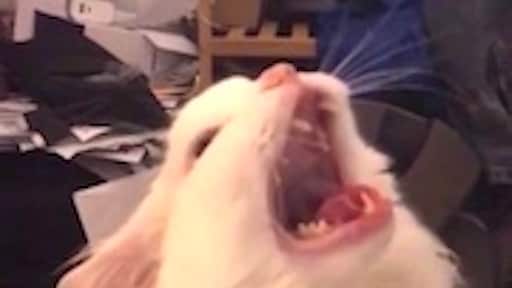 Thurston Waffles - Fuente: Twitter