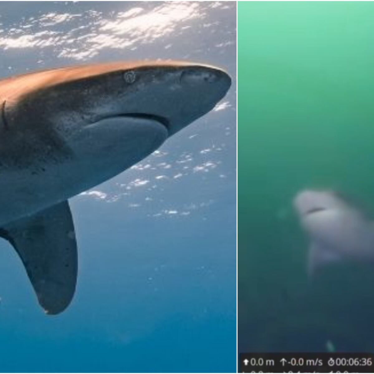 Sernapesca asegura que tiburón en Puerto Montt está en su hábitat natural Sernapesca asegura que tiburón en Puerto Montt está en su hábitat natural