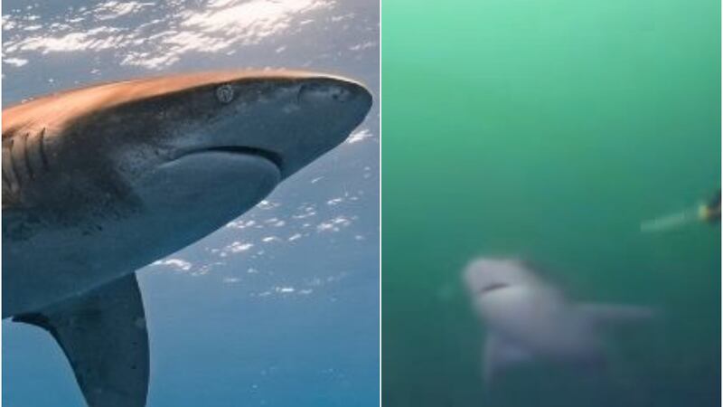 ¿Un tiburón en las costas de Puerto Montt? Sernapesca aseguró que ejemplar “se encuentra en su hábitat natural”