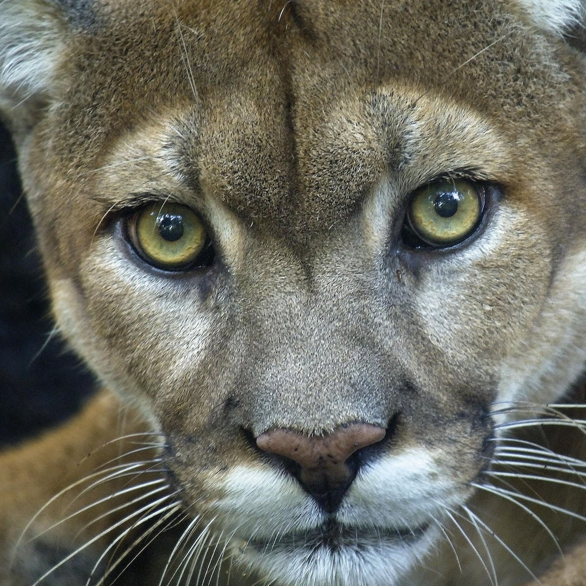Puma encontrado muerto en Parque Torres del Paine Puma encontrado muerto en Parque Torres del Paine