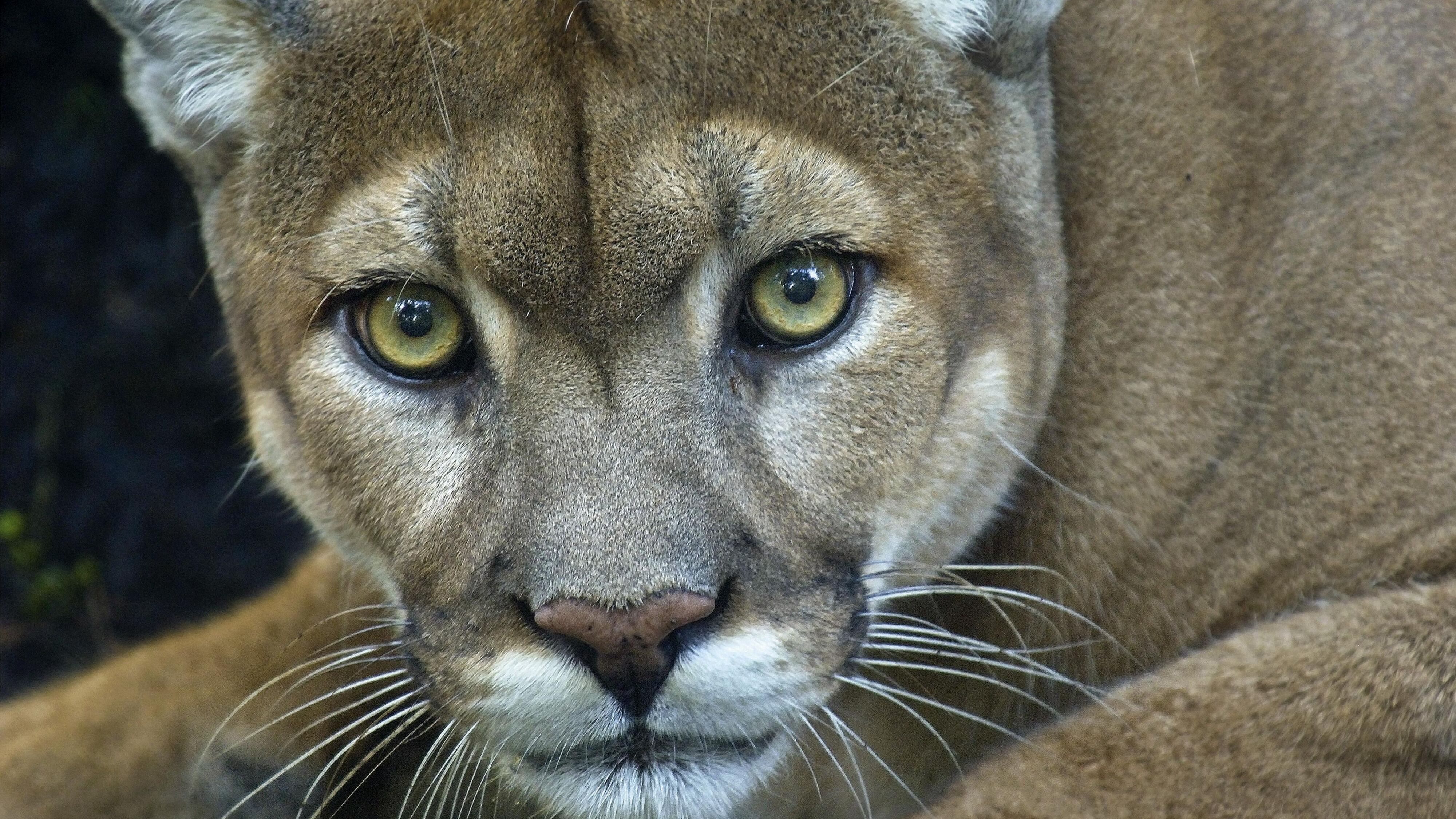 Puma mirando a la cámara