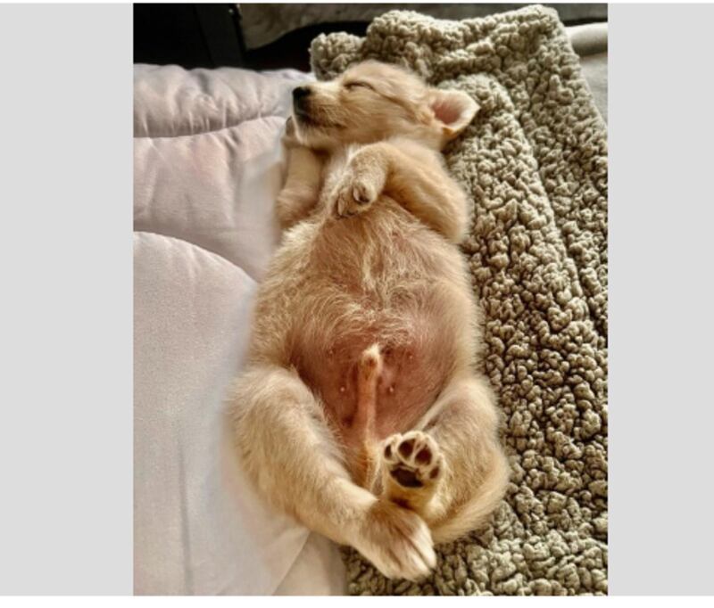 El futbolista y doglover Alexis Sánchez presentó al nuevo regalón de la casa, un cachorro que adoptó para integrarse a la mañana conformada por los Golden Retrievers Aton, Humber y las hermanitas Chapi y Laika.
Según escribió en la cuenta de Instagram @Atom&humber su nueva mascota fue el único que sobrevivió de sus ocho hermanos.
“Salvador se llama, fue el único que quedó vivo de 8 hermanos que murieron”, escribió junto a las fotos del cachorro acostado de espalda sobre una cama, feliz de la vida tras ser adoptado por el famoso jugador oriundo de Tocopilla.
“Tendrá buena familia Salvador”, comentó un usuario.
Fue el año 2020 cuando Alexis agrandó la familia perruna, tras integrar a los nuevos miembros de cuatro patas.
“Atom y Humber tendrán nuevos hermanos”, escribió Sánchez en Instagram, junto a una serie de fotografías donde se ve a los pequeños canes que también adoptó “con pulgas y todo”, dijo en aquella oportunidad.