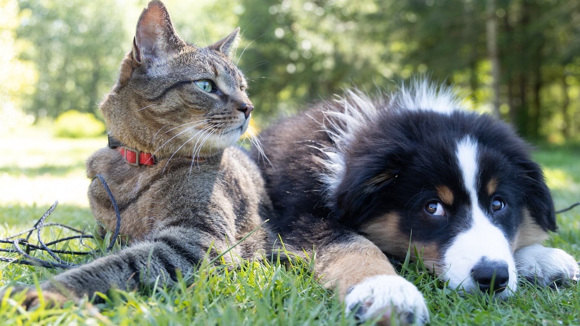 Perro y gato
