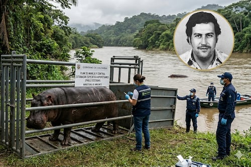 Para evitar su eutanasia: magnate indio ofreció llevarse los 80 hipopótamos que serían sacrificados en Colombia