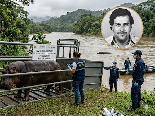 Para evitar su eutanasia: magnate indio ofreció llevarse los 80 hipopótamos que serían sacrificados en Colombia