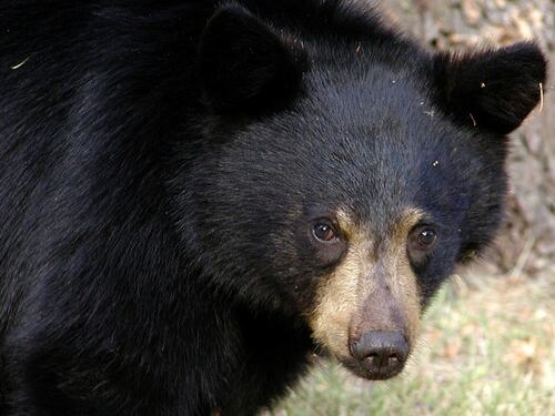 Conozca a ‘Pablo EscoBear’: el oso negro que murió por una sobredosis de cocaína