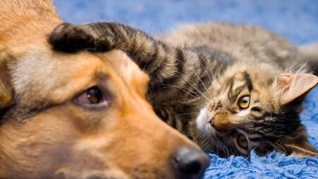 Avanza proyecto que otorga permiso laboral por muerte de mascota: comisión del Trabajo aprobó idea de legislar