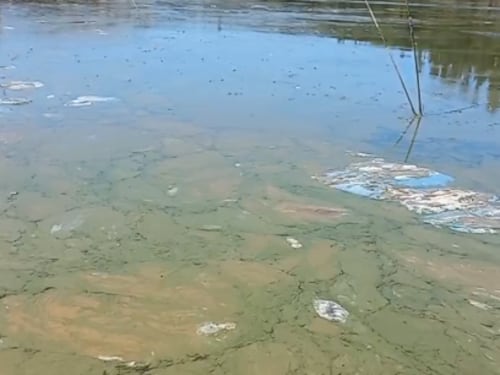 Fiscalía abre investigación penal por contaminación de Lago Vichuquén