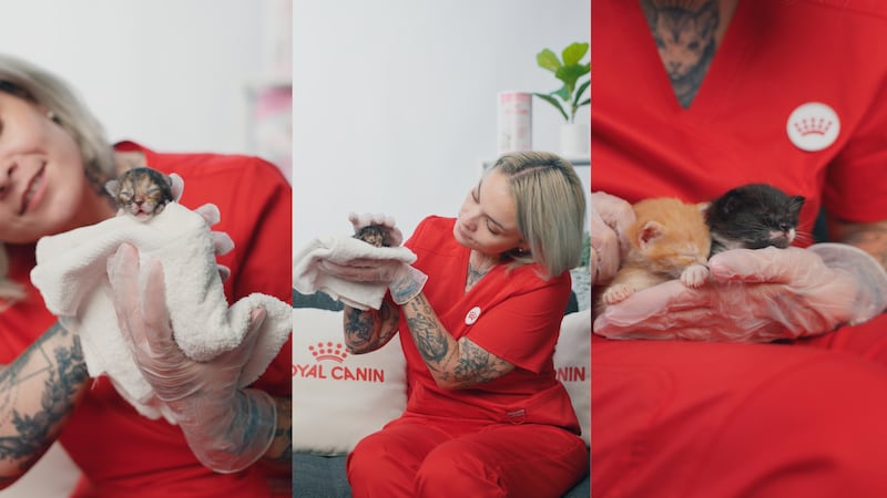 Hay que poner atención a los cuidados de las mascotas bebés en verano