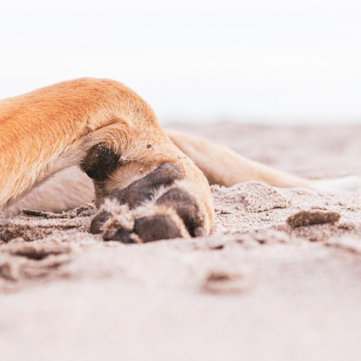 Dueño de perros abusa sexualmente de ellos en cerro Las Cañas Dueño de perros abusa sexualmente de ellos en cerro Las Cañas