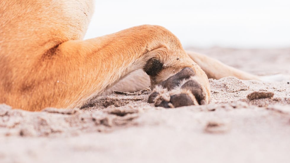 Foto de las lindas patas de un perro doméstico marrón en el suelo cubierto de arena