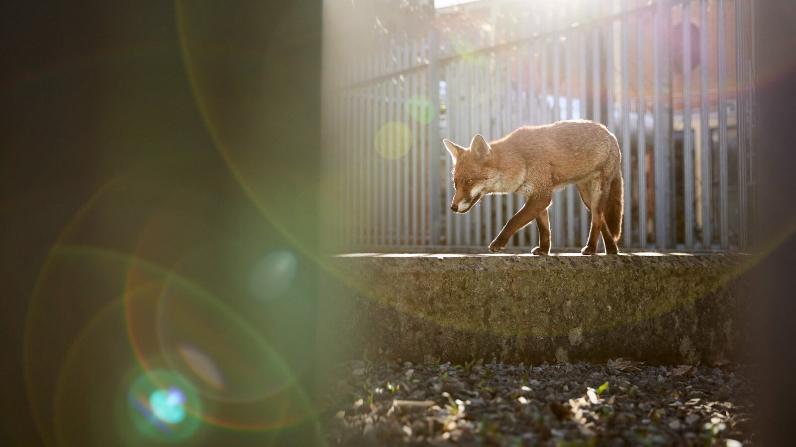 British Wildlife Photography Awards 2024