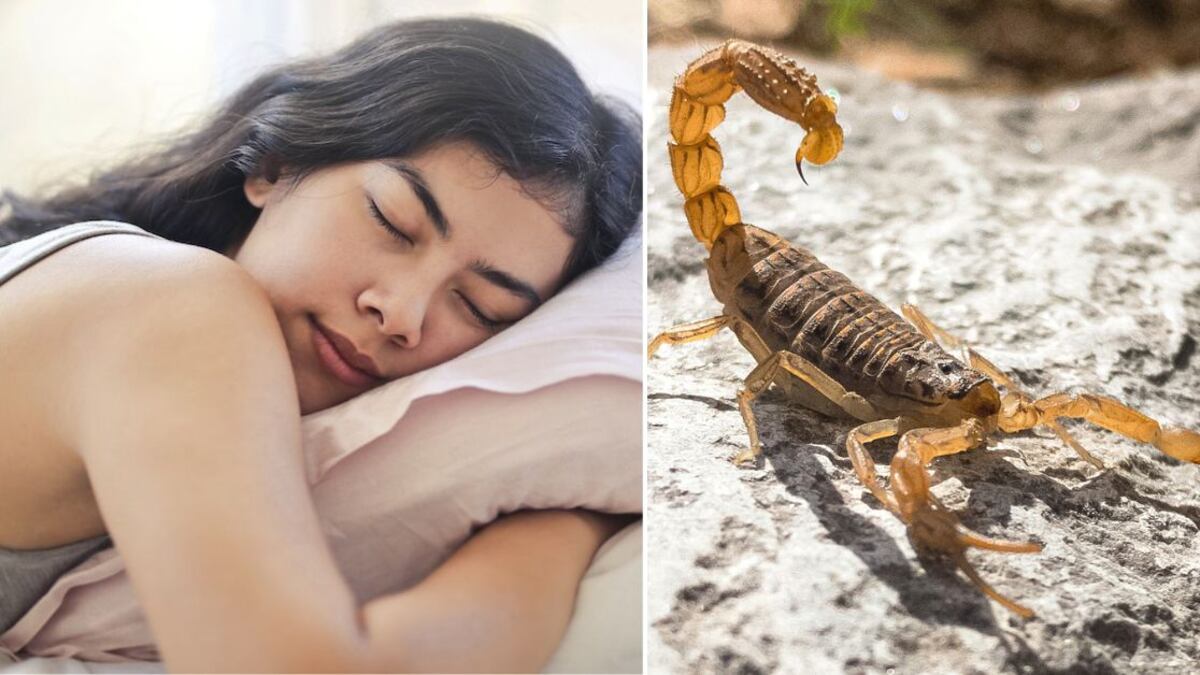 Soñar con un alacrán puede tener un significado positivo y negativo |