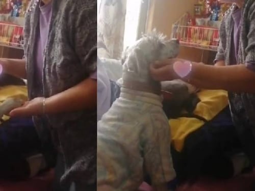 Dueña lamenta no darle una vida de lujos a su perrito y enternece a TikTok