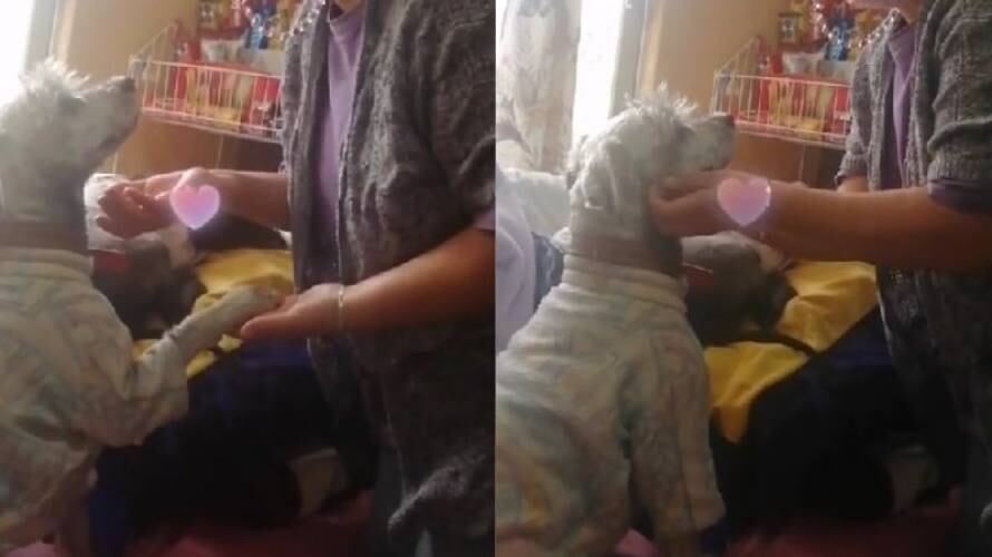 Una tiktoker mostró a su mamá hablándole con el corazón en la mano a su perrito.