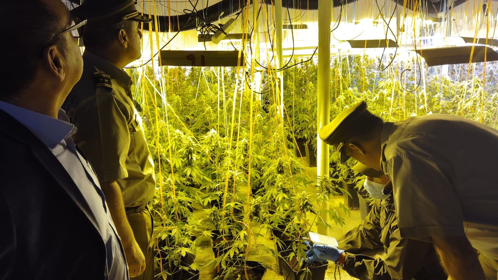 Incautación plantas de marihuana