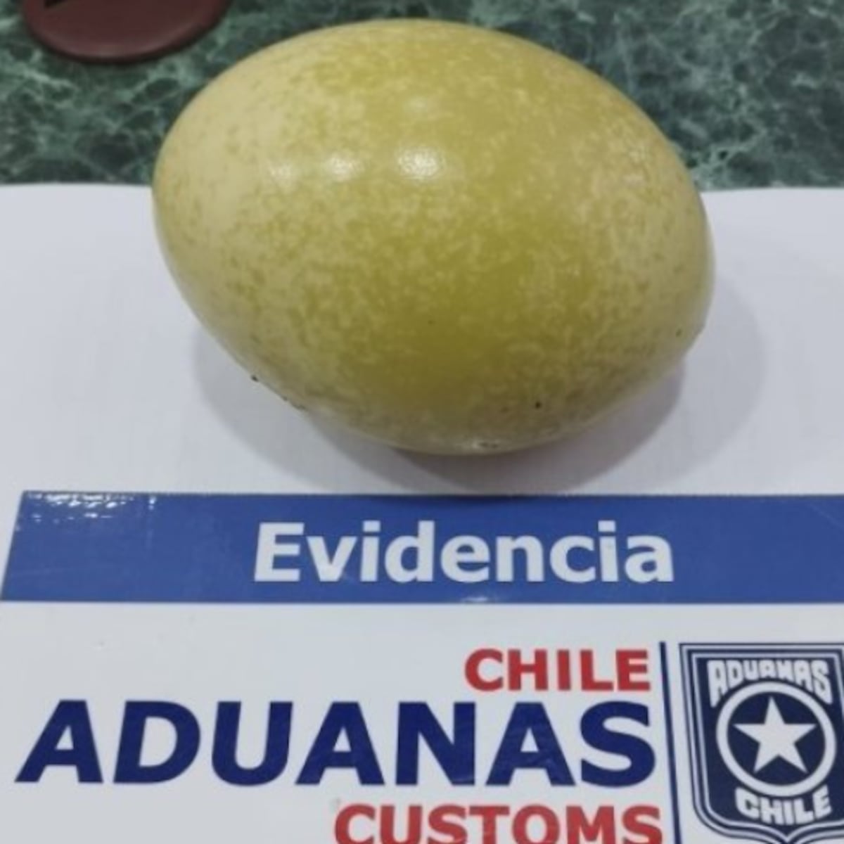 Incautan huevo de ñandú en Chile Chico Incautan huevo de ñandú en Chile Chico