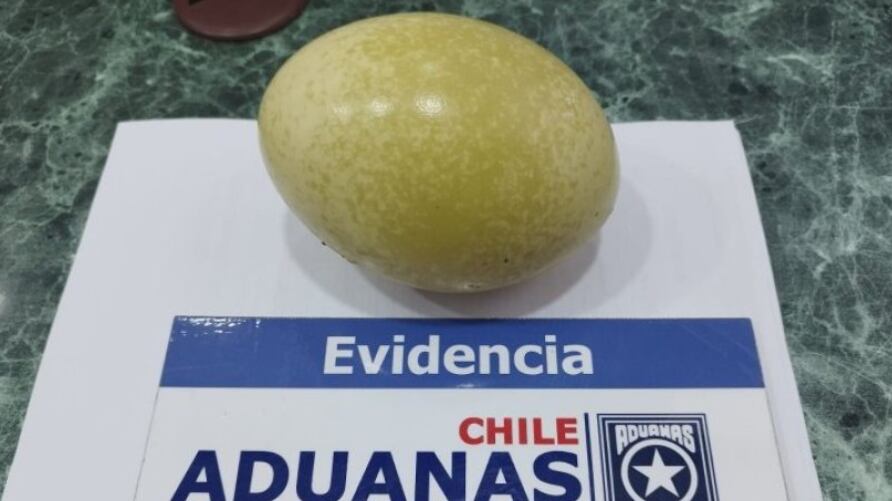 Aduanas incauta huevo de ñandú a viajero en Chile Chico.