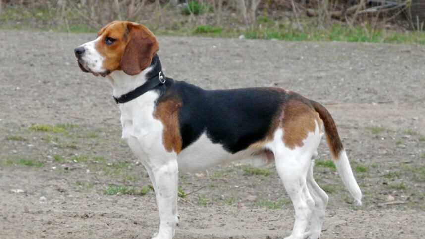 Beagle. Una de las mayores virtudes de estos perros es el poderoso olfato que les ayuda a la cacería, la desventaja es que son tan juguetones que algunas veces los dueños terminan desesperándose